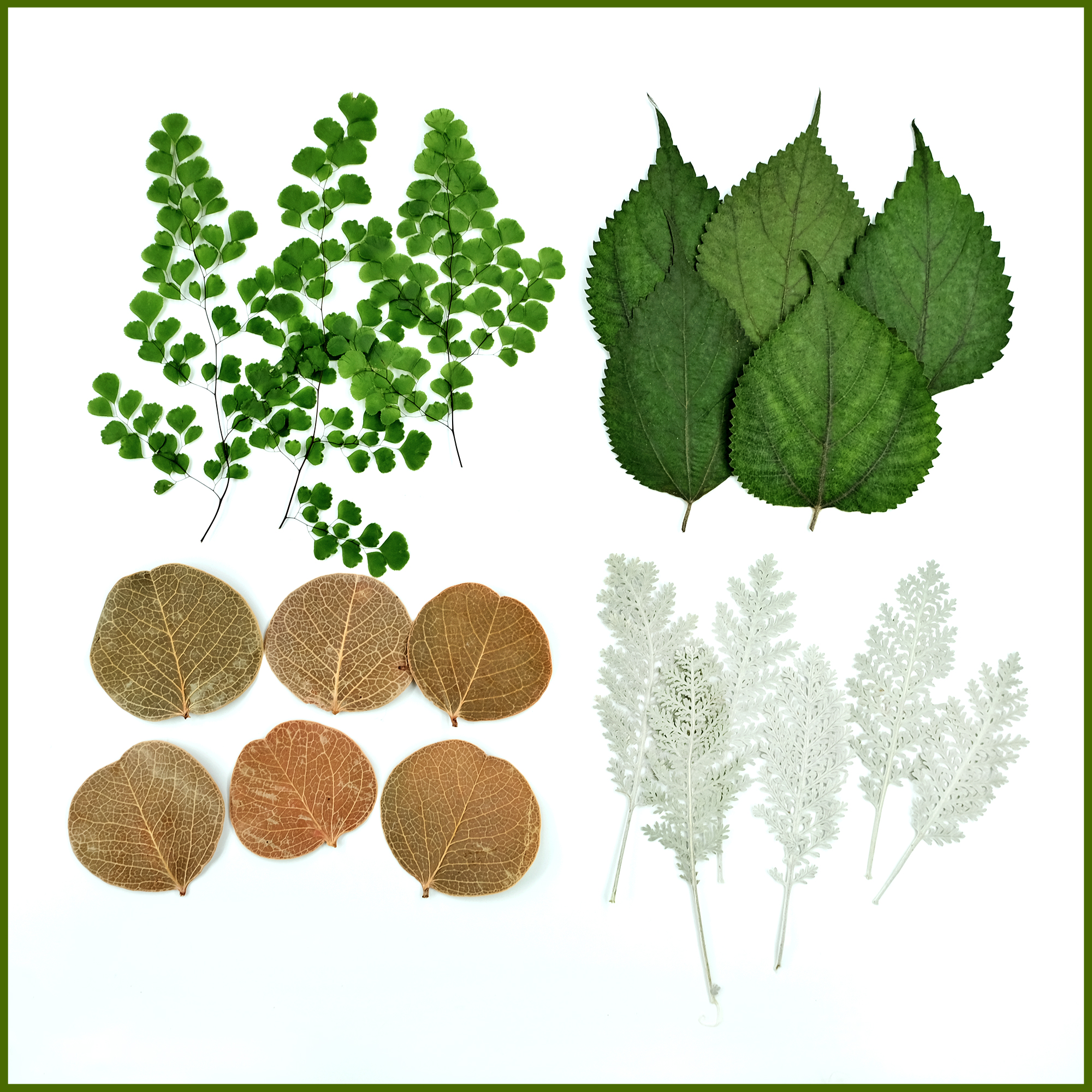 巴西圆叶四季画相框diy