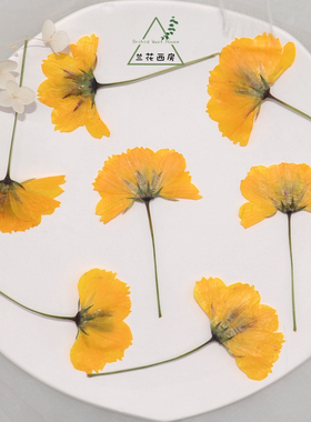 兰花西房 带枝硫华菊黄色干花植物标本滴胶手机壳相框贴画