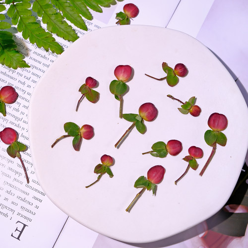 相思豆小苹果红果天然果实干花diy材料压花相框标本滴胶UV胶饰品