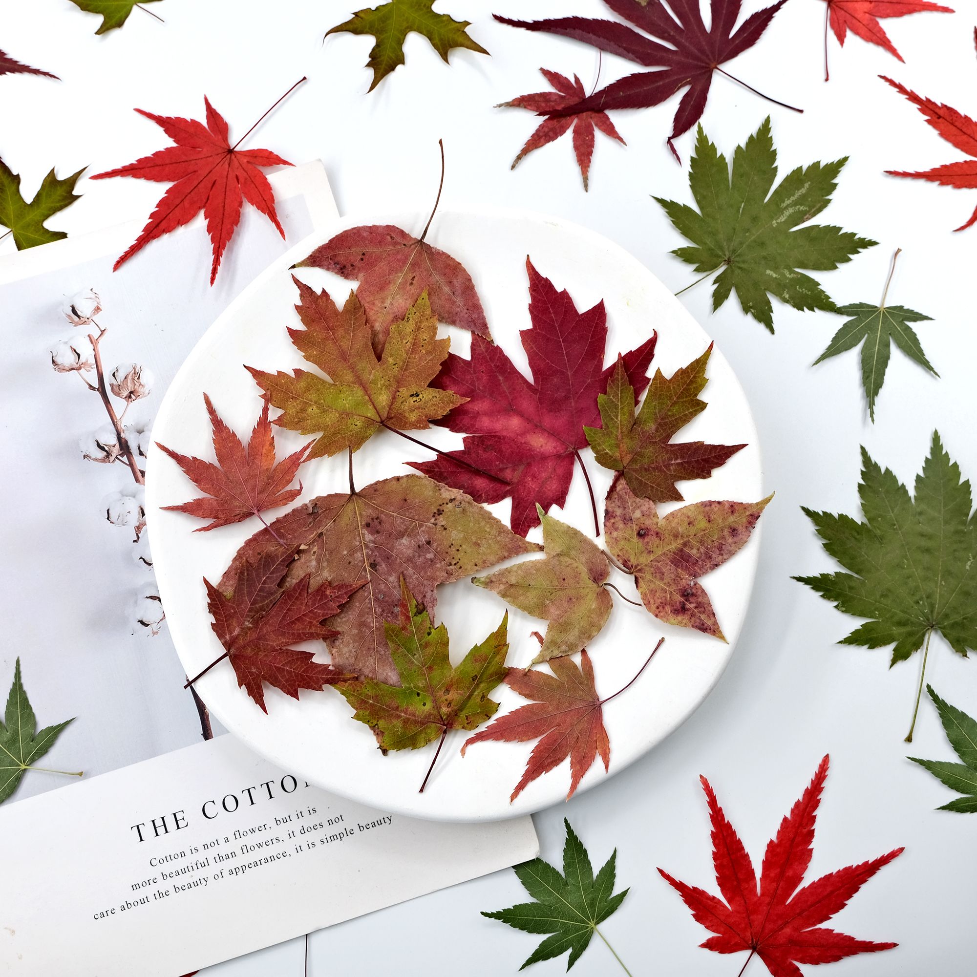 枫叶标本书签儿童手工相框diy