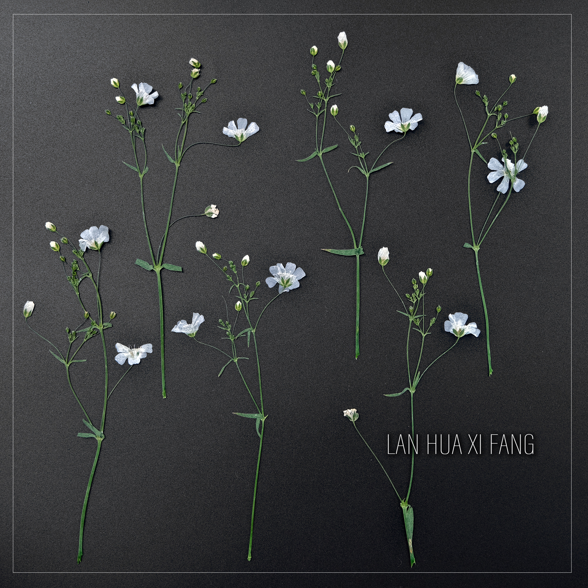 干花压花带枝霞草ins风白色干花真花标本干花相框手机壳书签材料