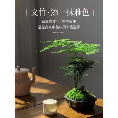 文竹盆栽茶桌摆件水培竹子绿植物盆景茶室办公桌文松造景高端花卉