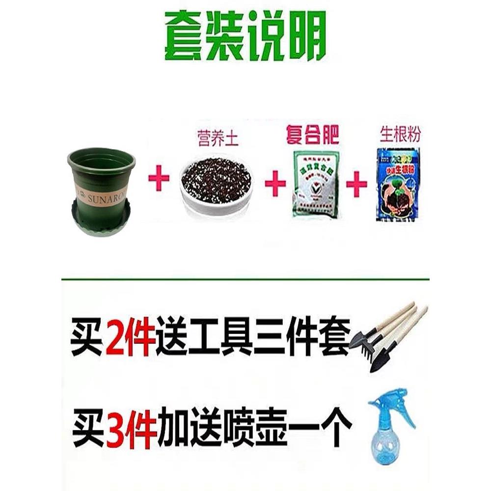 进口香水百合花大种球盆栽重瓣矮生带芽阳台庭院球根花卉室内植物