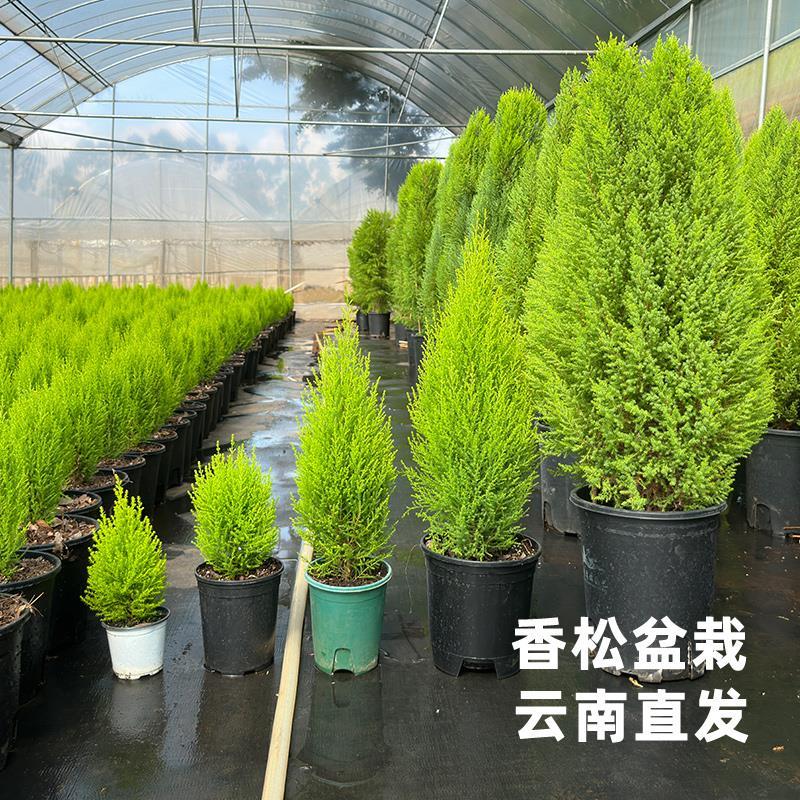 圣诞树香松盆栽办公室桌面绿植四季松树常绿庭院种植树苗云南直发 个人护理/保健/按摩器材 美发/烫发/染发器（梳） 原图主图