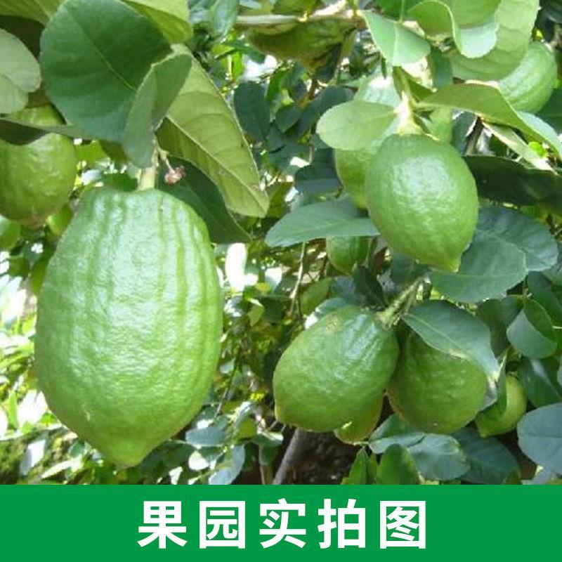四季广东香水柠檬树苗奶