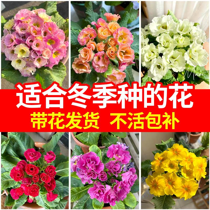 报春花盆栽带花苞适合冬天种不怕冻的花卉盆栽秋冬植物室内好养活