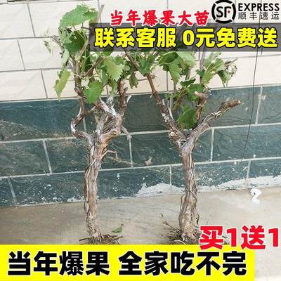 葡萄树苖南方种植北方耐寒盆栽阳光玫瑰巨峰蓝宝石无籽果苗爬藤王