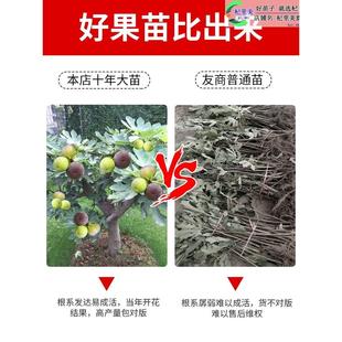 超大无花果树果苗四季 盆栽当年结果波姬红矮化带土无花果树苗盆栽