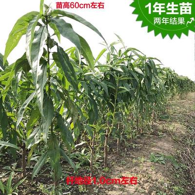 正宗无锡阳山水蜜桃苗嫁接水蜜桃树果苗地栽盆栽南方种植对版包活