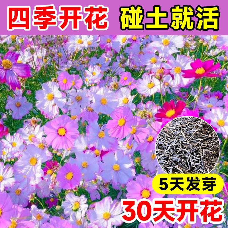 格桑花花种籽子波斯菊花太阳花种孑野花组合草坪四季播种开花种子