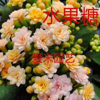 长寿花重瓣盆栽阳台花卉带花苞稀有金狐狸招桃花缤纷柠檬水果糖