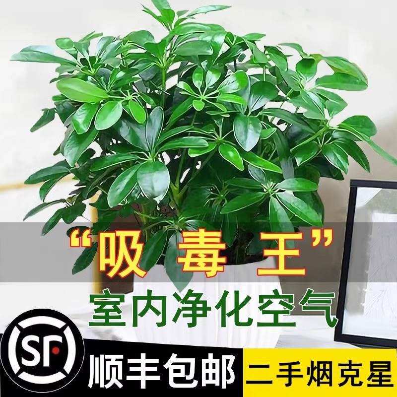 鸭脚木盆栽绿萝箩室内花卉绿植水培植物四季好养发财树苗吸除甲醛