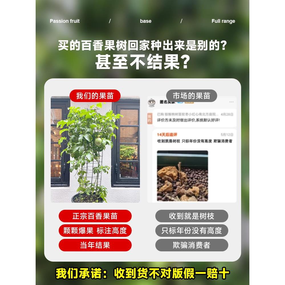 黄金百香果树果苗钦蜜9号水果苗盆栽南北方种植四季耐寒嫁接大果