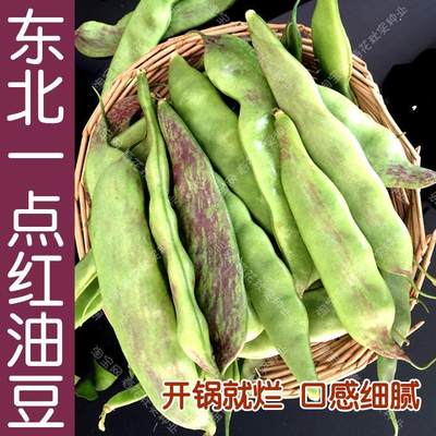 红将军油豆种子 春秋季播蔬菜籽 软面豆角菜豆大田抗病高产豇豆孑