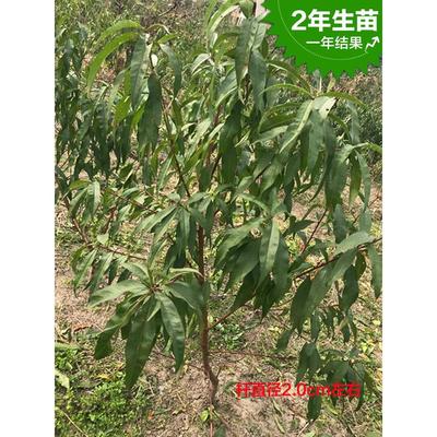 正宗无锡阳山水蜜桃苗嫁接水蜜桃树果苗地栽盆栽南方种植对版包活