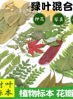 真树叶粘贴画植物标本绿叶套装diy材料包叶子压花手工书签标本塑封膜干花瓶子里的春天收集透明儿童自粘自制