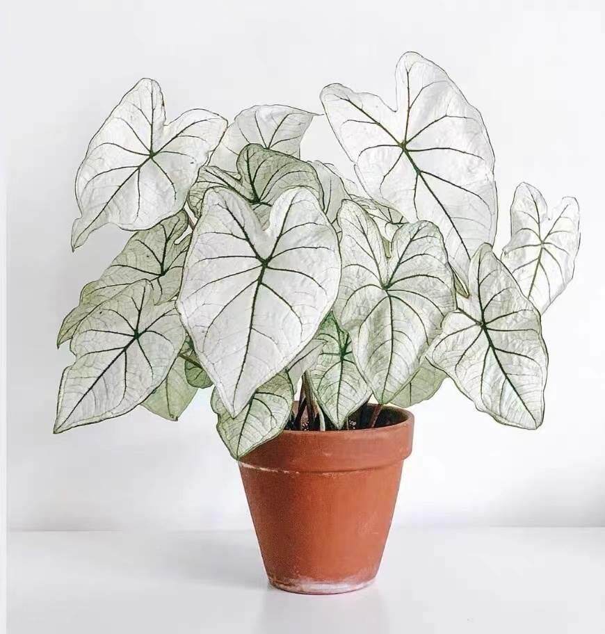 叶绿芋粉色和声盆栽植新手易养净化空气彩新房防辐射