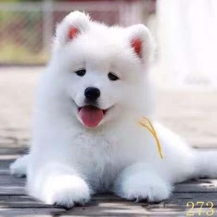 齐齐哈尔萨摩耶幼犬纯种萨摩耶犬活体微笑天使萨摩耶小狗雪橇犬哈