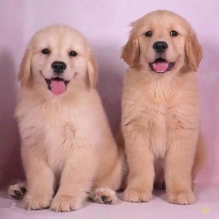 信阳纯种金毛幼犬活体导盲犬大骨架家养金毛狗小狗金毛犬幼崽宠物