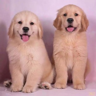 肇庆纯种金毛幼犬活体导盲犬大骨架家养金毛狗小狗金毛犬幼崽宠物