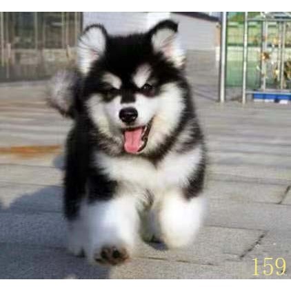 潮州阿拉斯加幼犬纯种阿拉斯加犬活体黑红色灰桃阿拉斯加雪橇犬宠