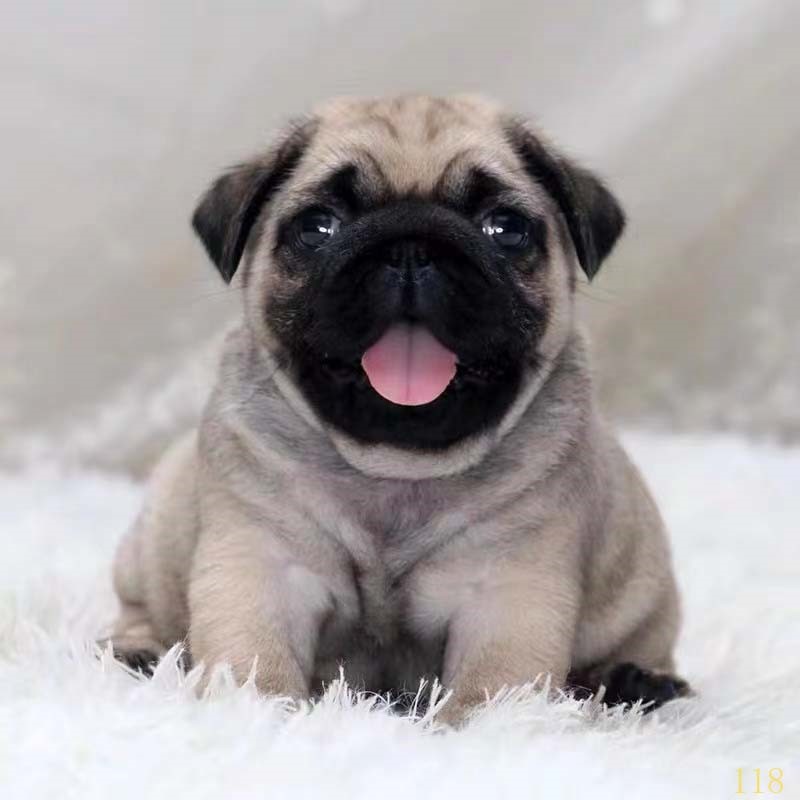 威海巴哥犬幼犬纯种活体哈巴狗小型犬小短腿巴哥犬斗牛法牛幼犬宠