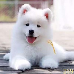 安定萨摩耶幼犬纯种萨摩耶犬活体微笑天使萨摩耶小狗雪橇犬哈士奇