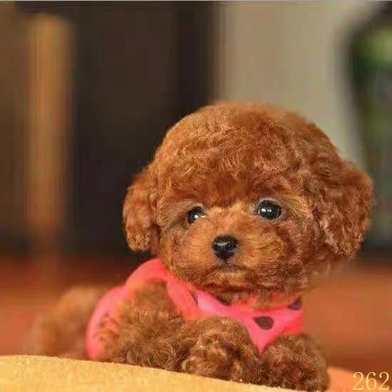 龙岩泰迪幼犬纯种泰迪犬幼犬活体宠物狗狗茶杯体犬泰迪幼犬红棕色