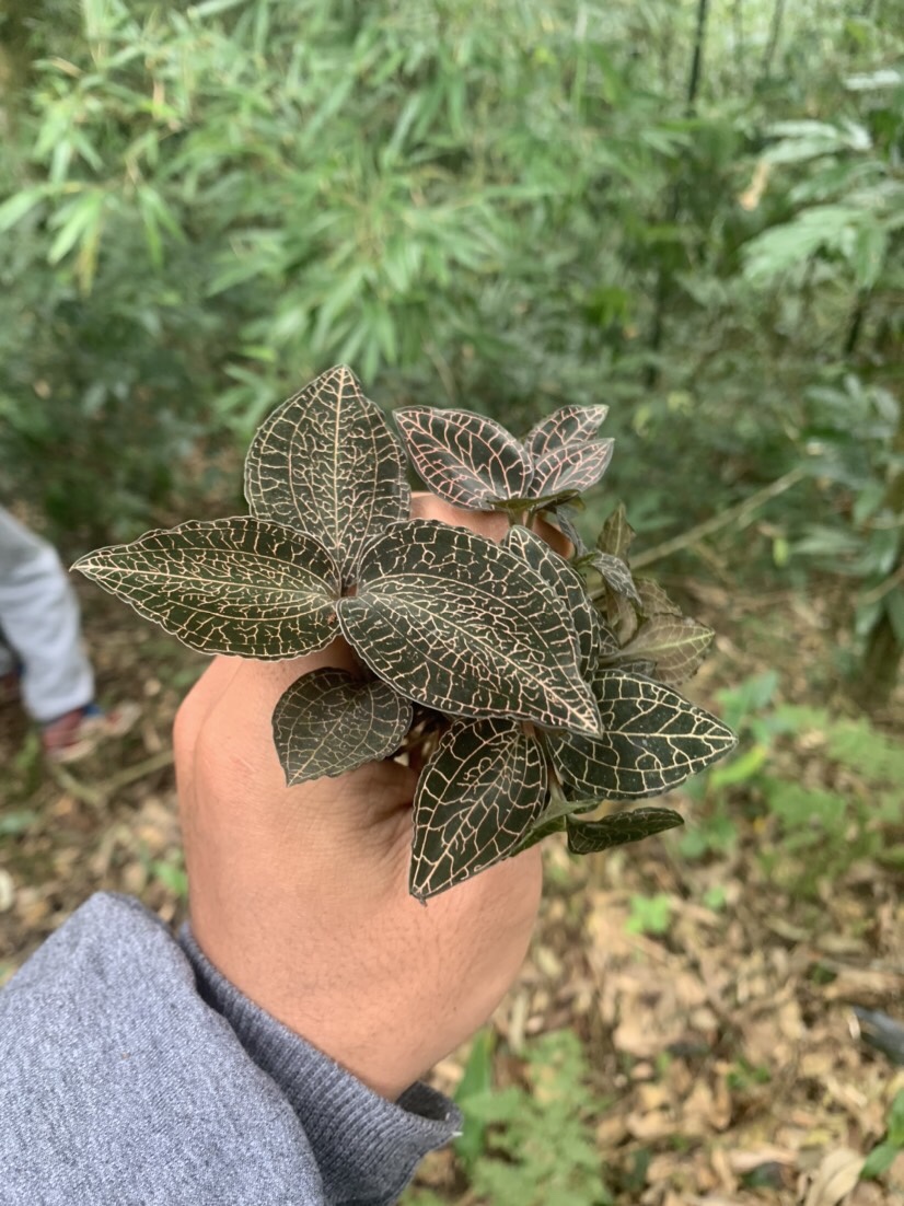 云南山货金线莲50g蜜香足回甘好极草金草正品山货金线莲非常种植