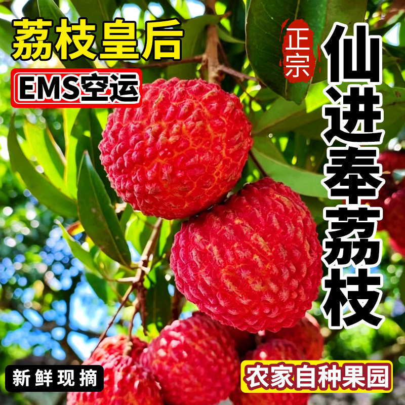 仙进奉荔枝新鲜不泡水