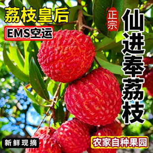 【邮政空运】正宗增城仙进奉荔枝新鲜不泡水现摘整箱