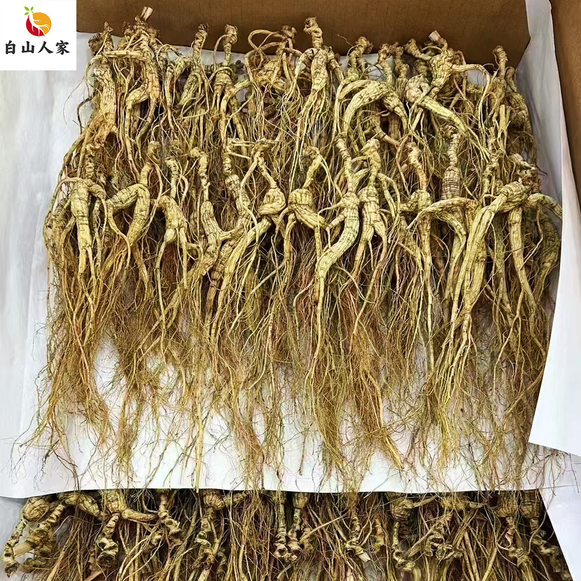 林下参林下籽老山参100克装非残