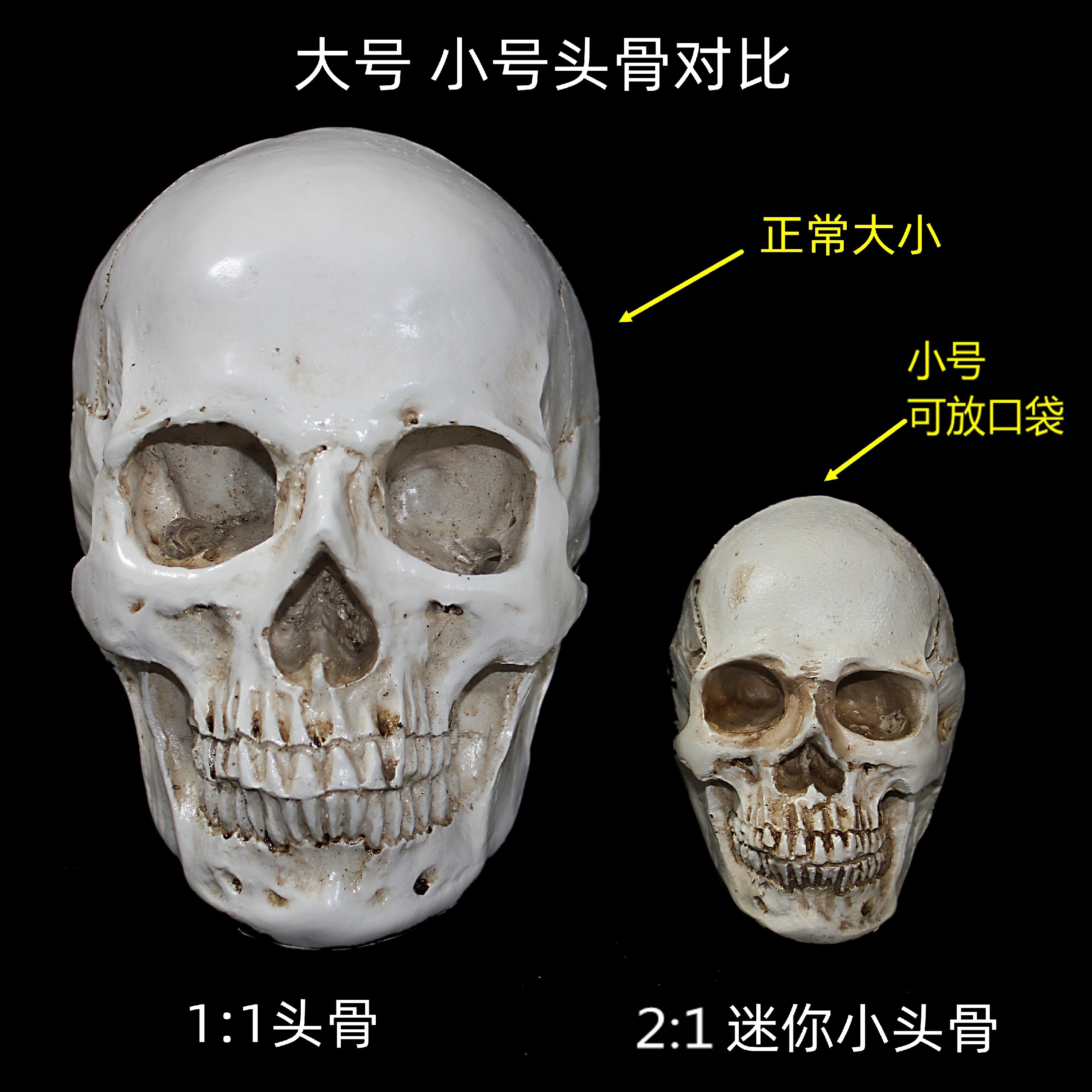 艺用仿真骷髅头骨美术教学