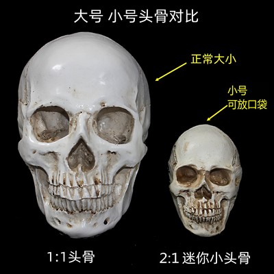 艺用仿真骷髅头骨美术教学