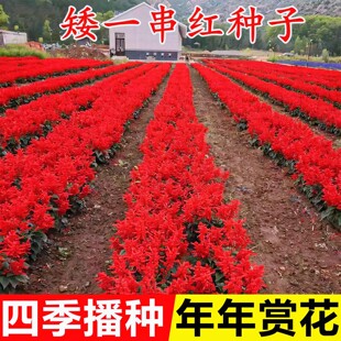 正宗矮一串红花种子四季播种开花盆栽苗易活花籽室外庭院花卉种孑