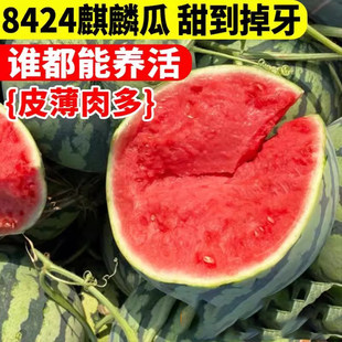 8424麒麟西瓜种子无籽高产冰糖懒人西瓜种子南方四季蔬菜水果种孑