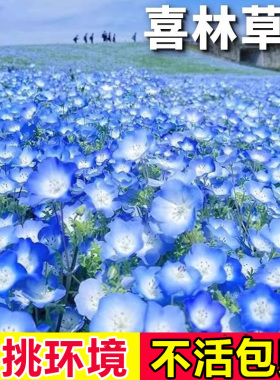 喜林草种子易活baby blue eyes粉蝶花籽四季播种庭院开花卉种孑