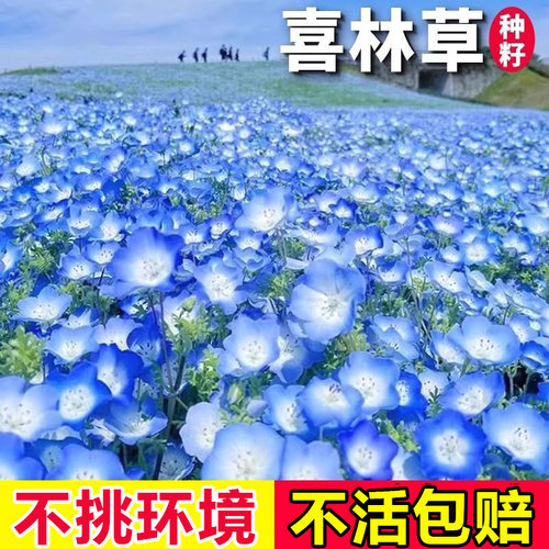 喜林草种籽蓝色粉蝶花种子开花快