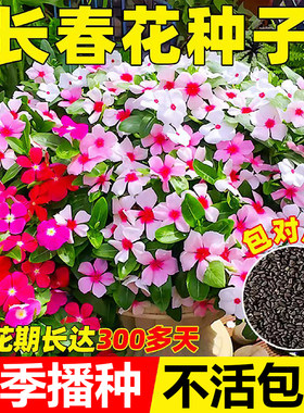 长春花种籽四季播种开花3天发芽