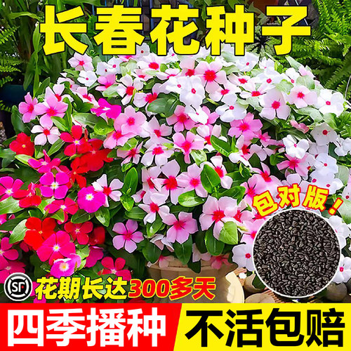 长春花种籽四季播种开花3天发芽
