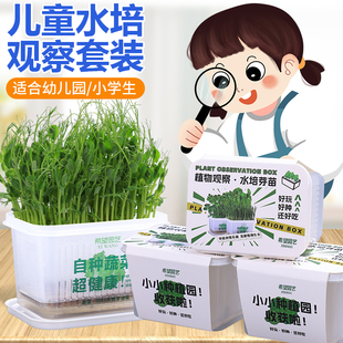 小学生水培植物观察绿豆芽豌豆苗菜种籽儿童种植盆栽花生蔬菜种子