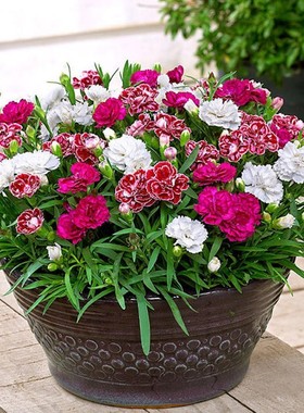 五彩石竹花种籽子四季播种重瓣欧石竹盆栽花籽室外地被庭院花种孑