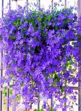 垂吊风铃花籽四季播种易活发芽快