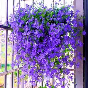 垂吊风铃花种子四季播种易活草籽盆栽花卉室外阳台庭院开花卉种孑