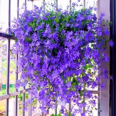 垂吊风铃花籽四季播种易活发芽快