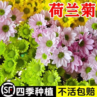 荷兰小雏菊种子播种开花室内室外阳台盆栽苗花卉好养易活花种子孑