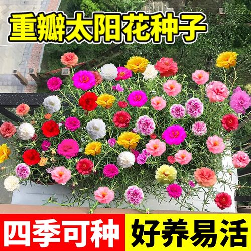 重瓣太阳花四季播种快速开花盆栽