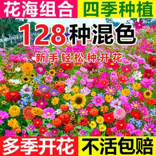 野花组合花种子四季播种开花七彩花卉植物室外庭院盆栽草花籽大全