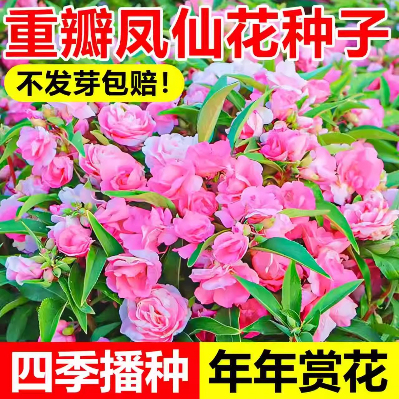 凤仙花种籽子四季播种开花指甲花盆栽花籽易活重瓣茶花凤仙花种孑