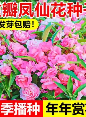 重瓣凤仙花种子四季易活开花七彩指甲花盆栽花籽室外庭院茶花种孑